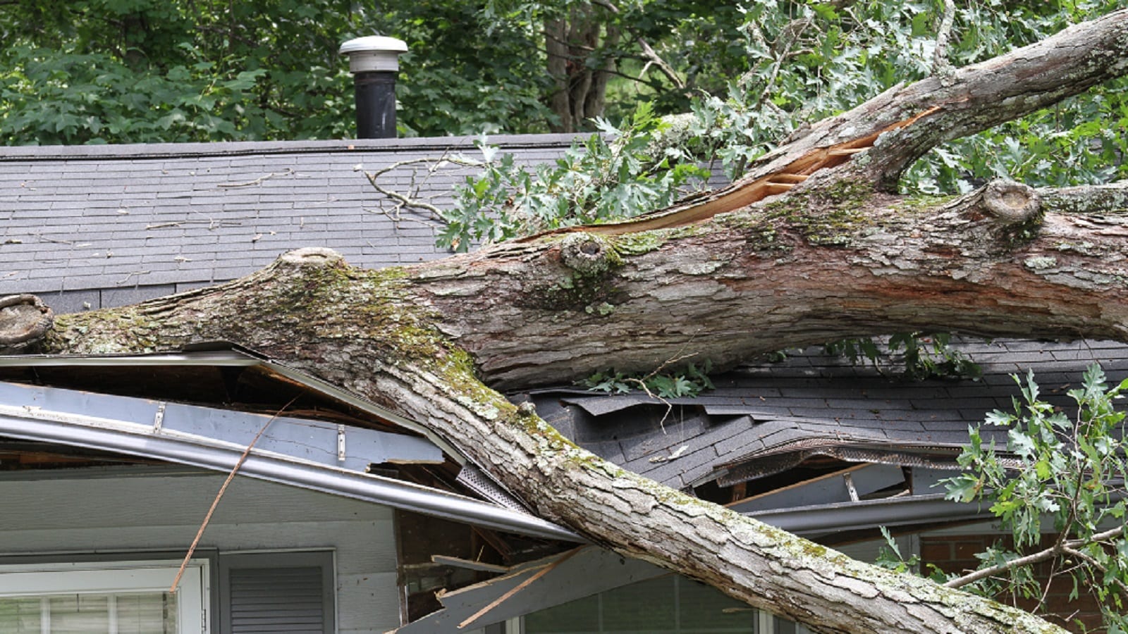 Tree Hitting House Stock Photo